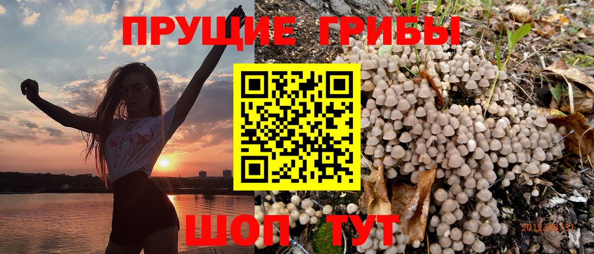 Псилоцибиновые грибы Psilocybe Острогожск